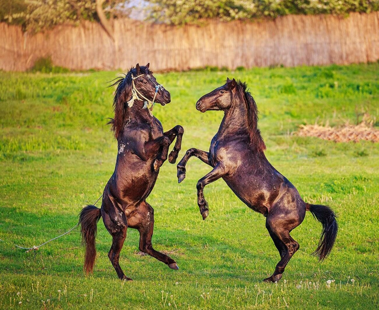 Delta Dunării - cal domestic și cal sălbatic