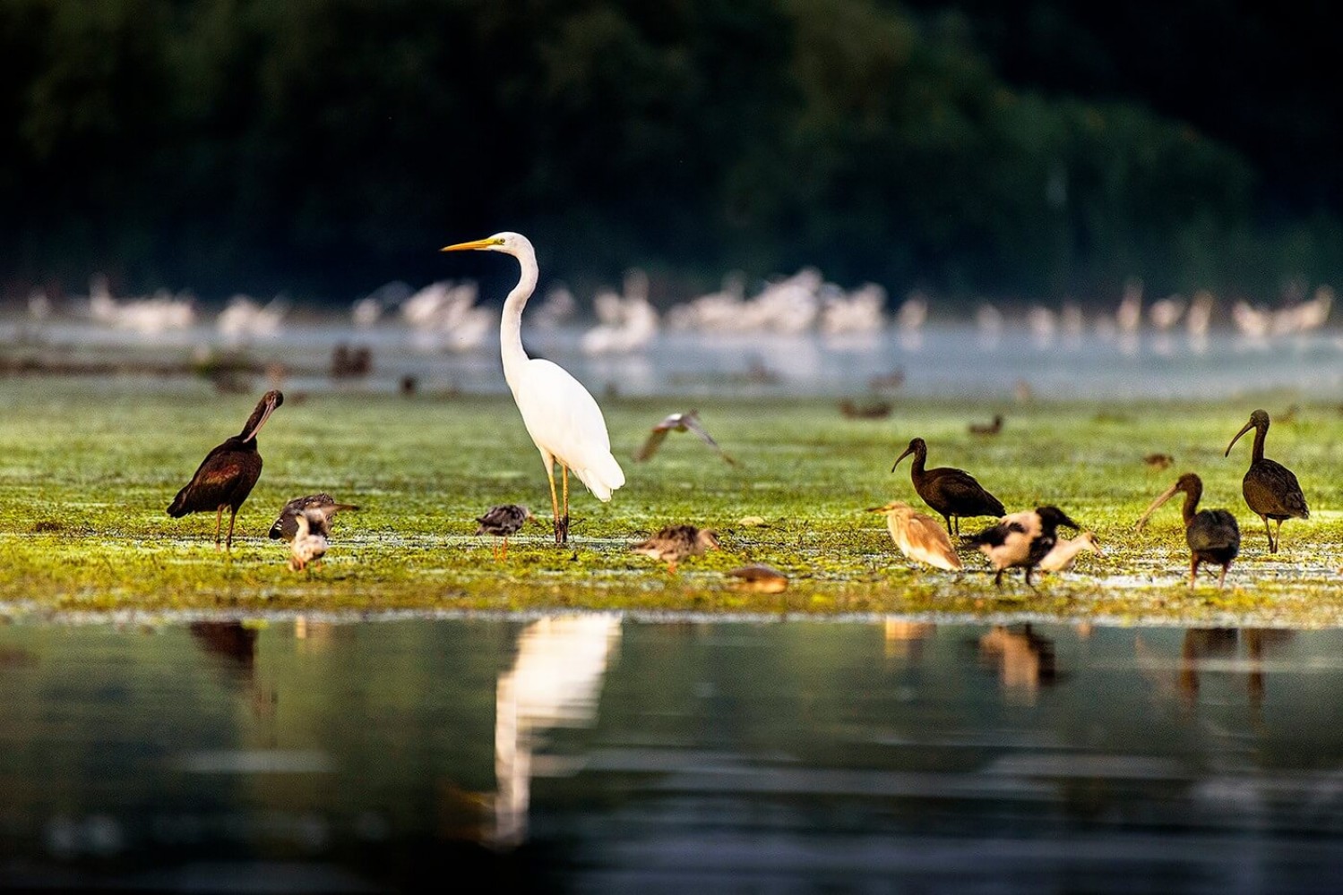 Delta Dunării - păsări