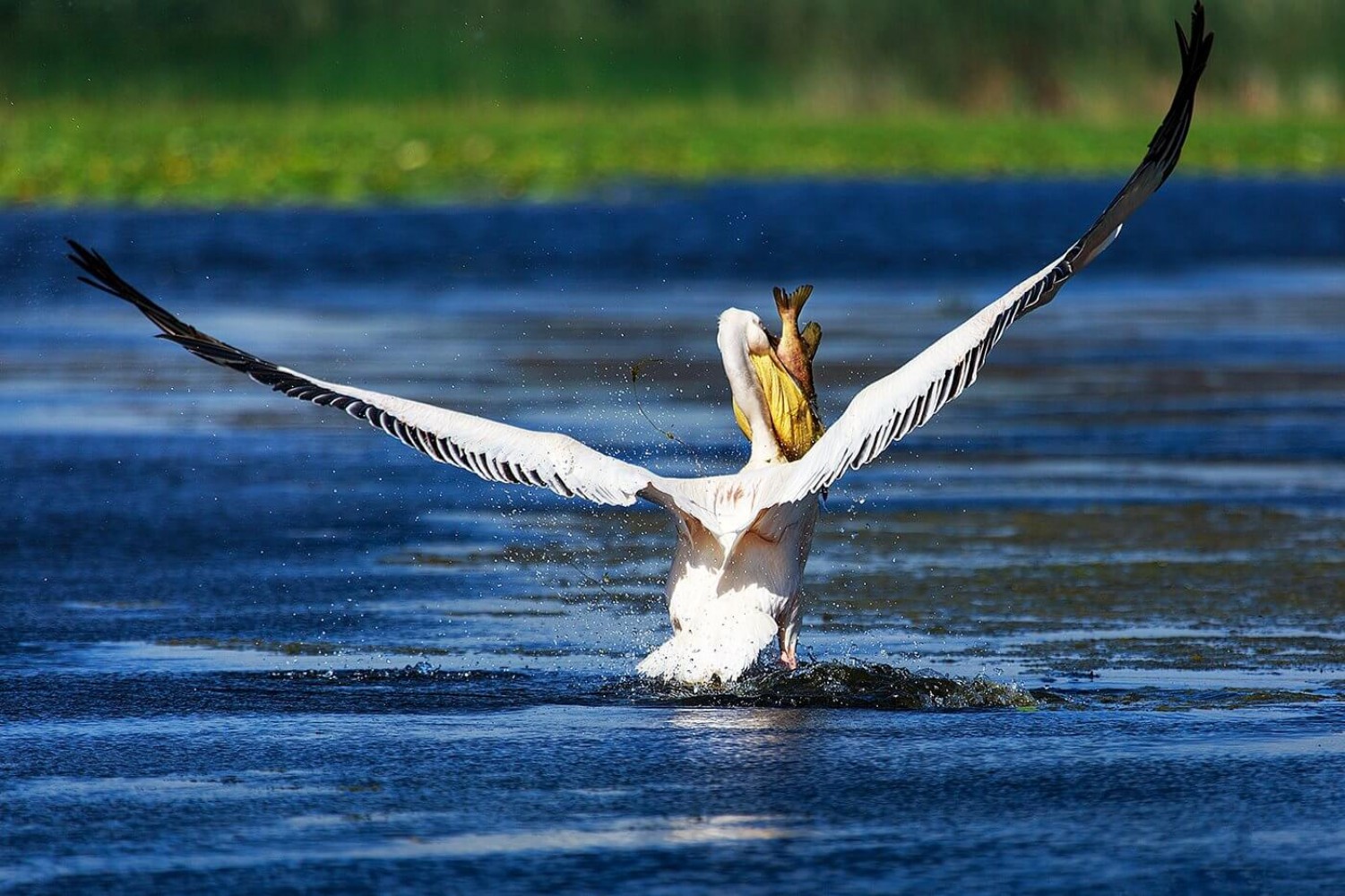 Delta Dunării - pelican cu pește