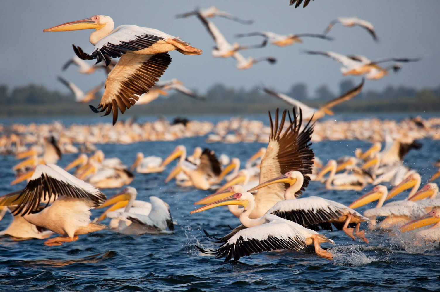Delta Dunării - pelicani