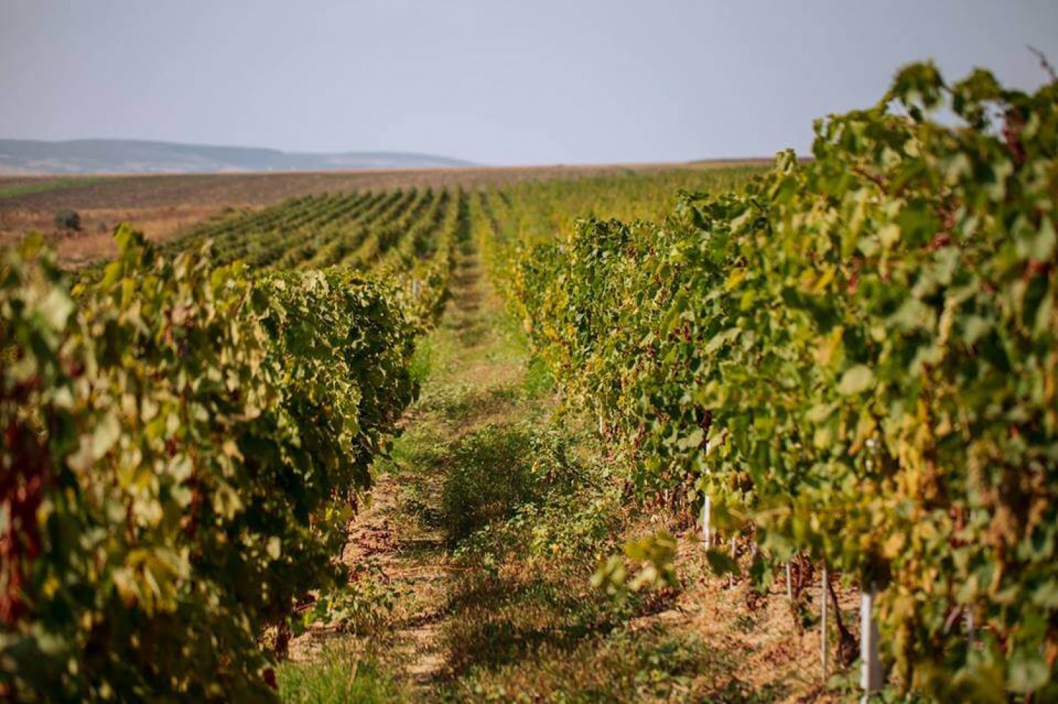 Degustare vin Vrancea - Podgoria Vincon