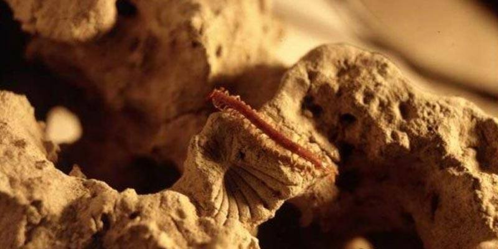 Peștera Movile - creatură găsită în interior