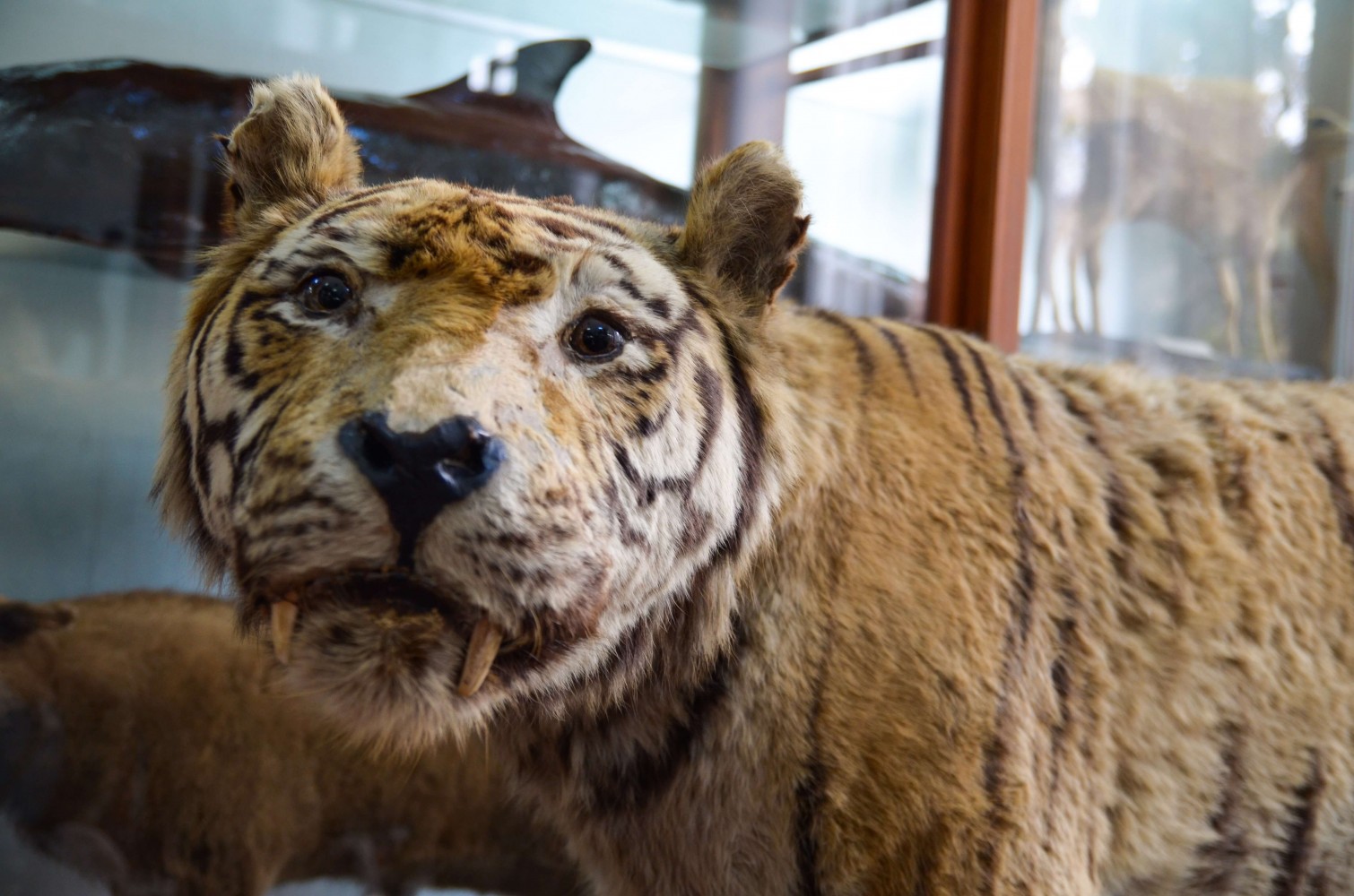 Muzeul Zoologic Cluj Napoca - tigru