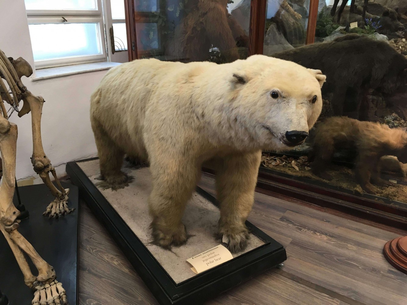 Muzeul Zoologic Cluj Napoca - urs polar