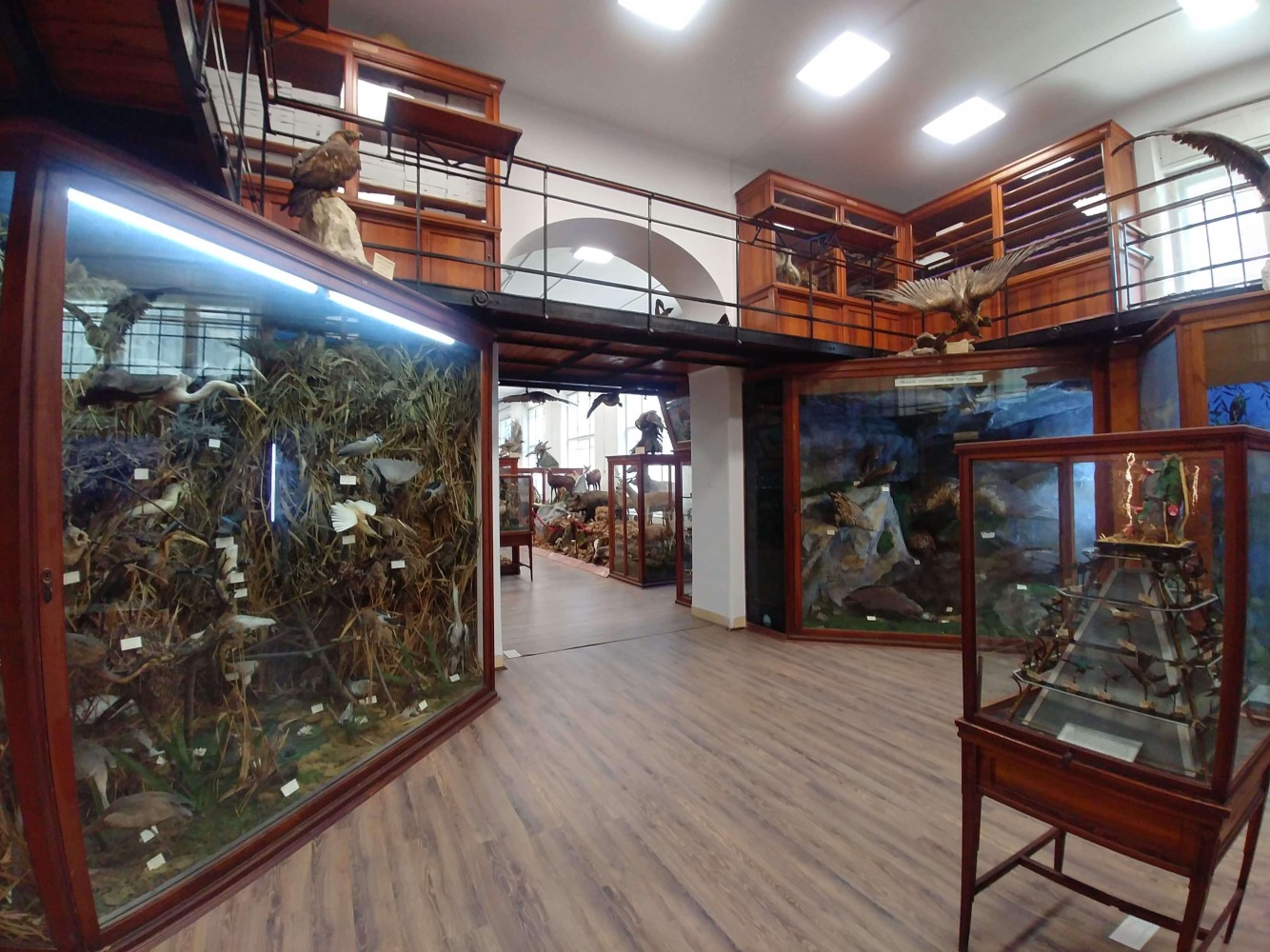 Muzeul Zoologic Cluj Napoca - păsări răpitoare din România
