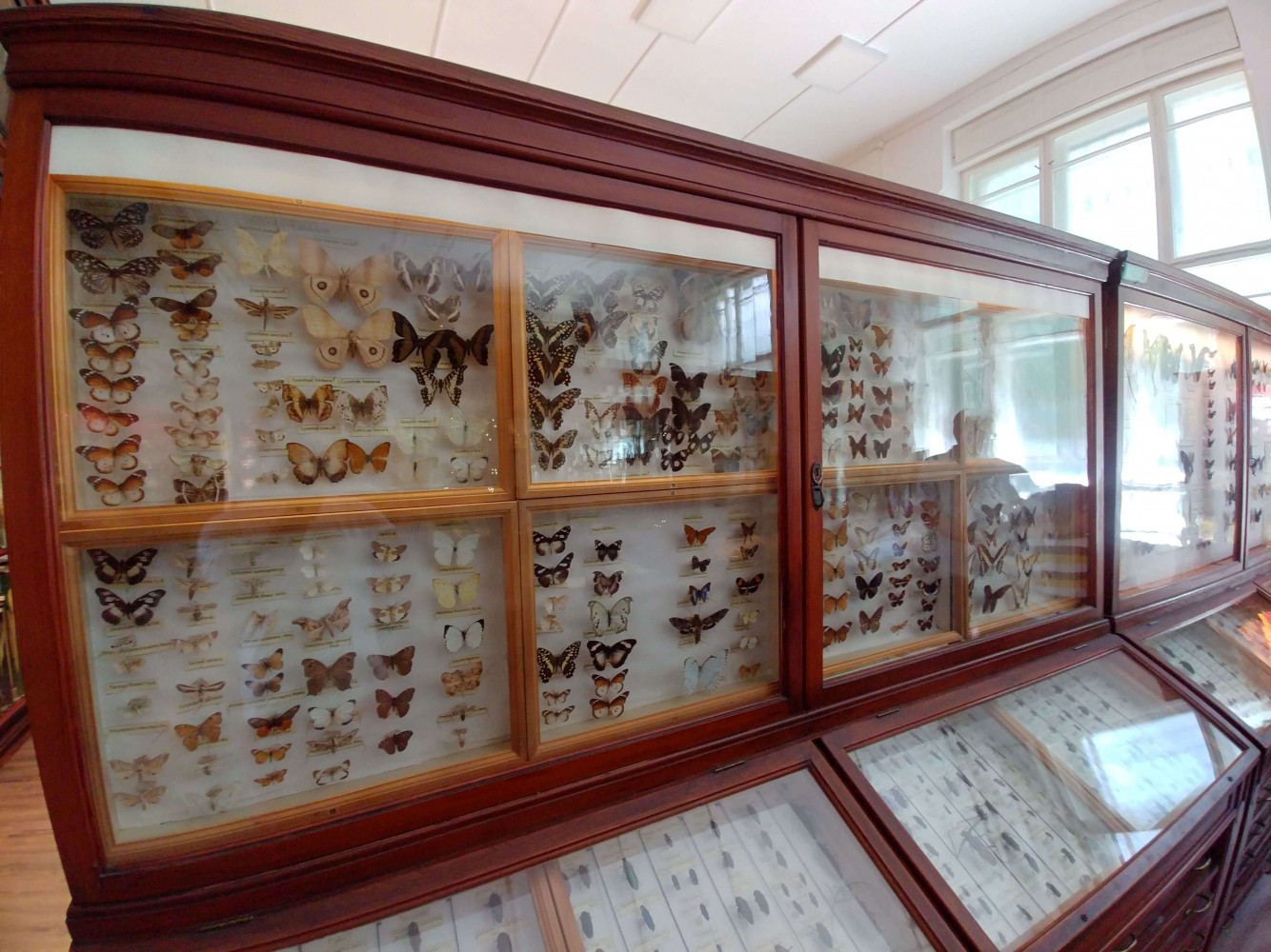 Muzeul Zoologic Cluj Napoca - colecția de fluturi