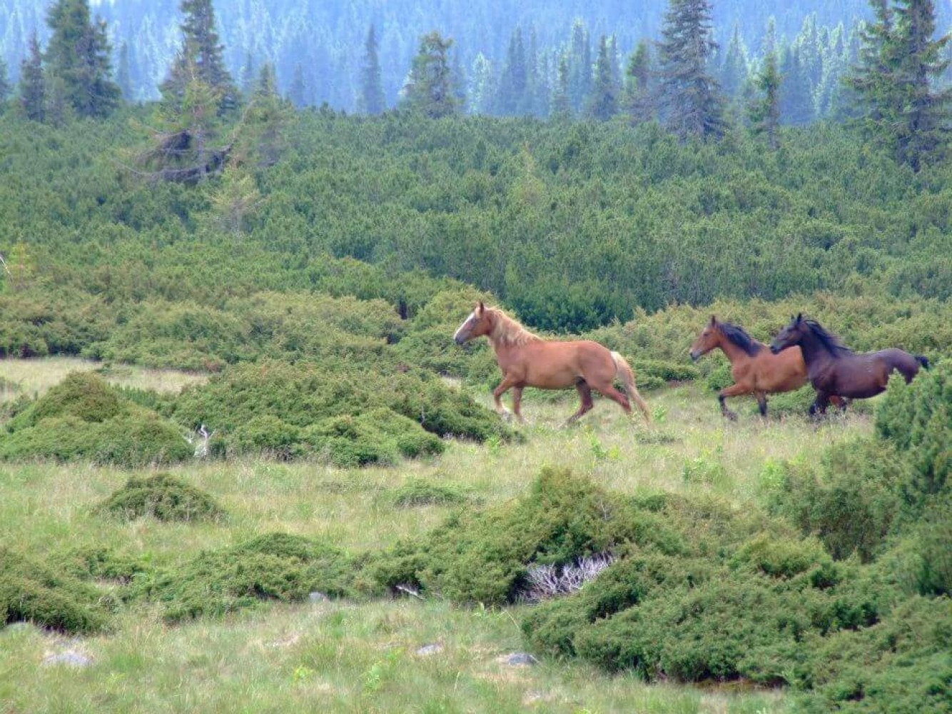 Parcul Național Călimani Bistrița - cai sălbatici