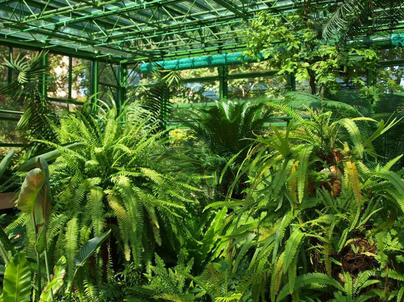Grădina Botanică Dimitrie Brândză - Compartimentul ferigilor