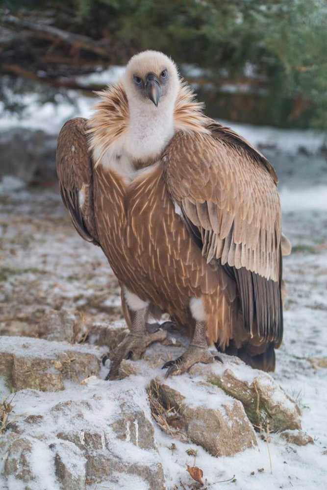 Zoo Târgoviște - Vultur pleșuv
