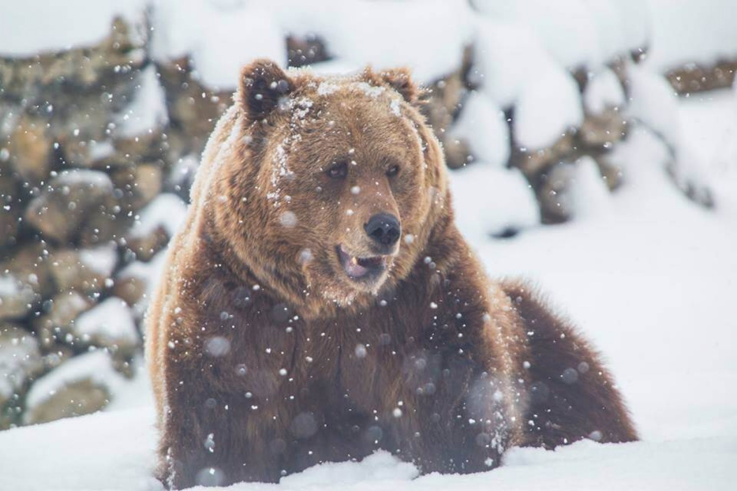 Zoo Târgoviște - Urs