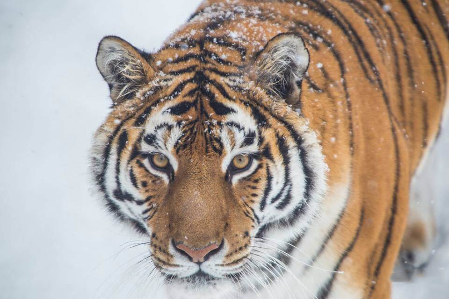 Zoo Târgoviște - Tigru