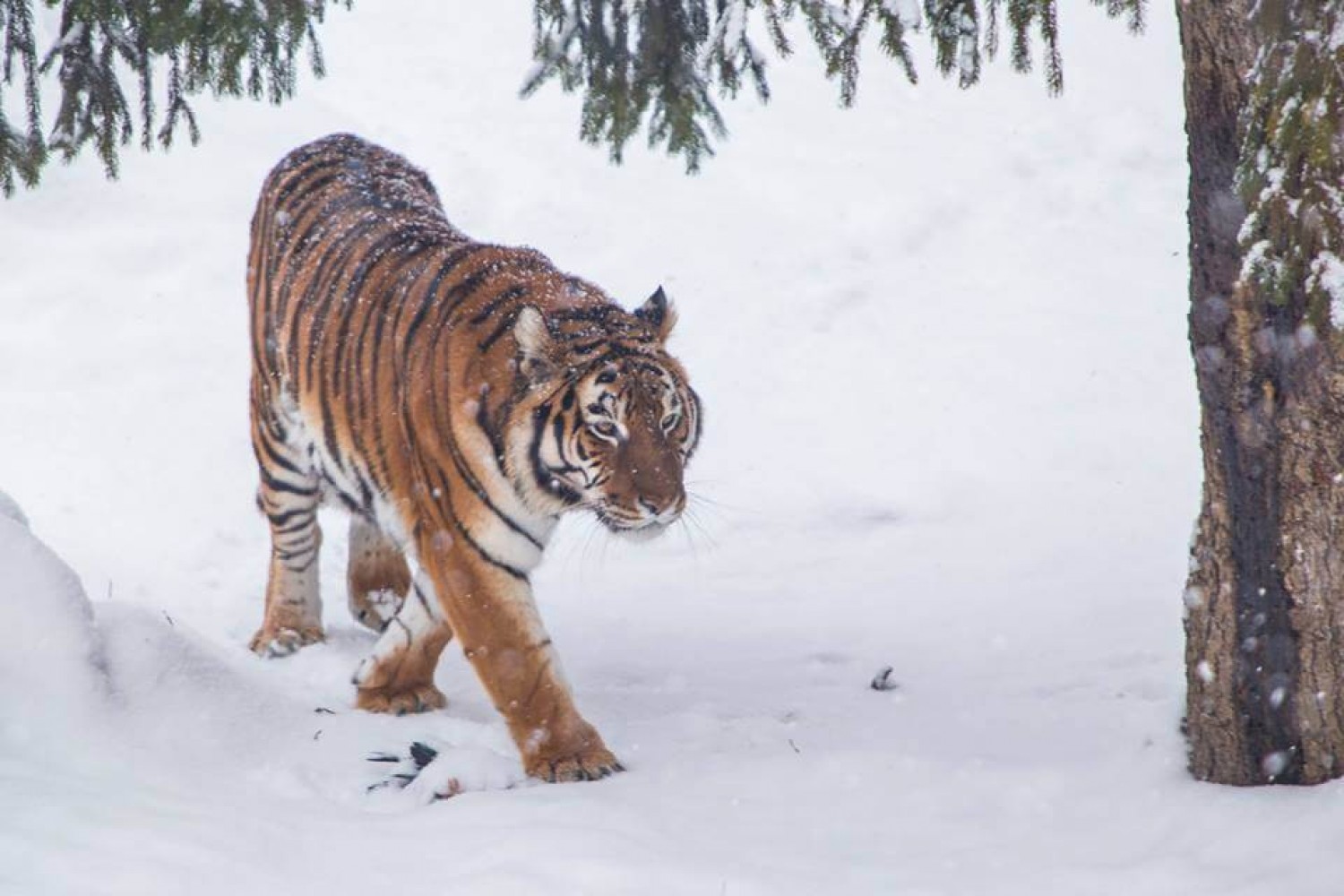 Zoo Târgoviște - Tigru